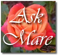 companion/Massage Mare Simone in West Hollywood, CA